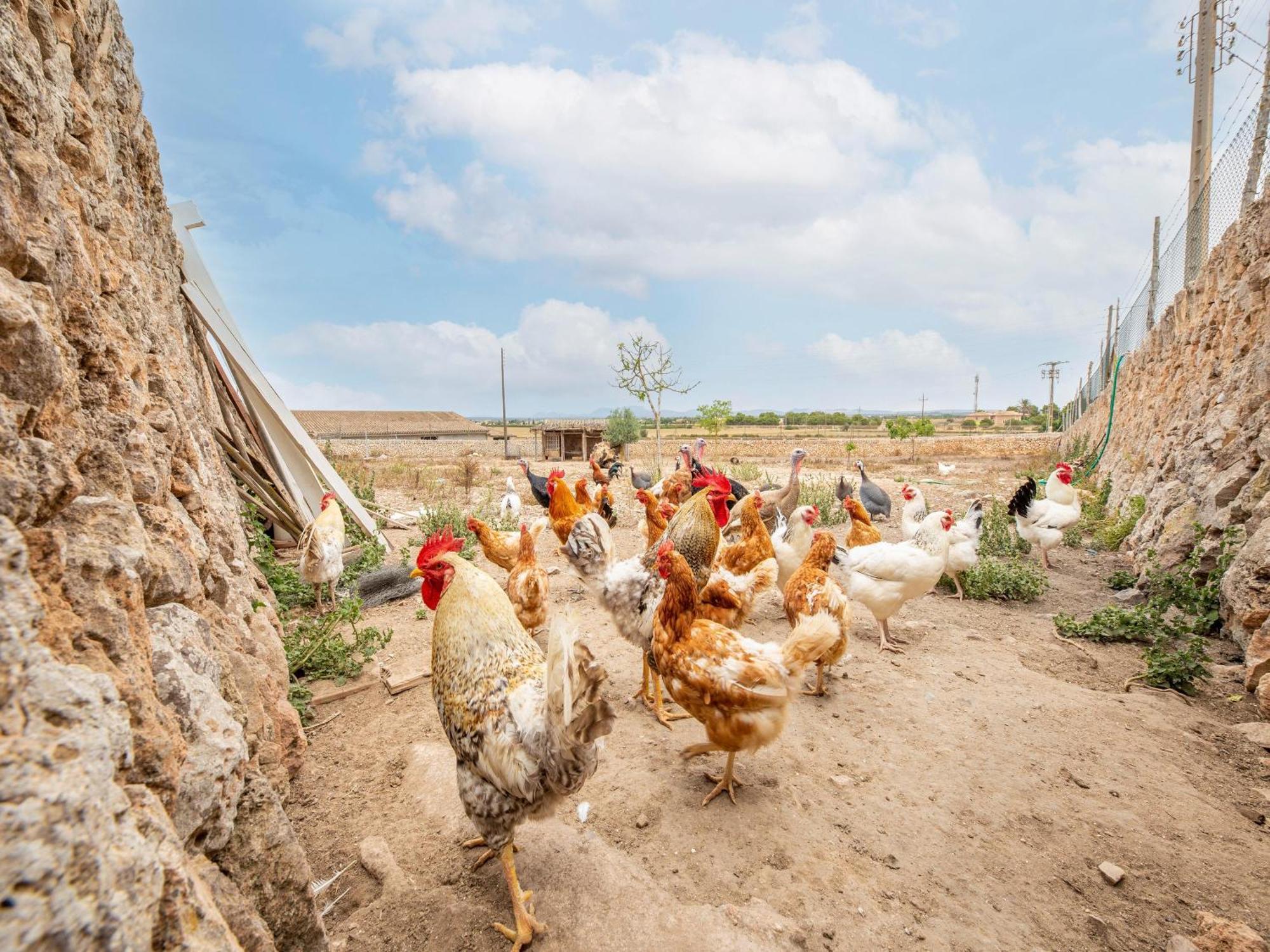 Possessio Sa Barrala Gallinero Campos  Εξωτερικό φωτογραφία